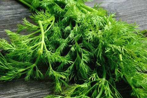 فروش سبزی شوید خشک سرگل با شرایط استثنایی